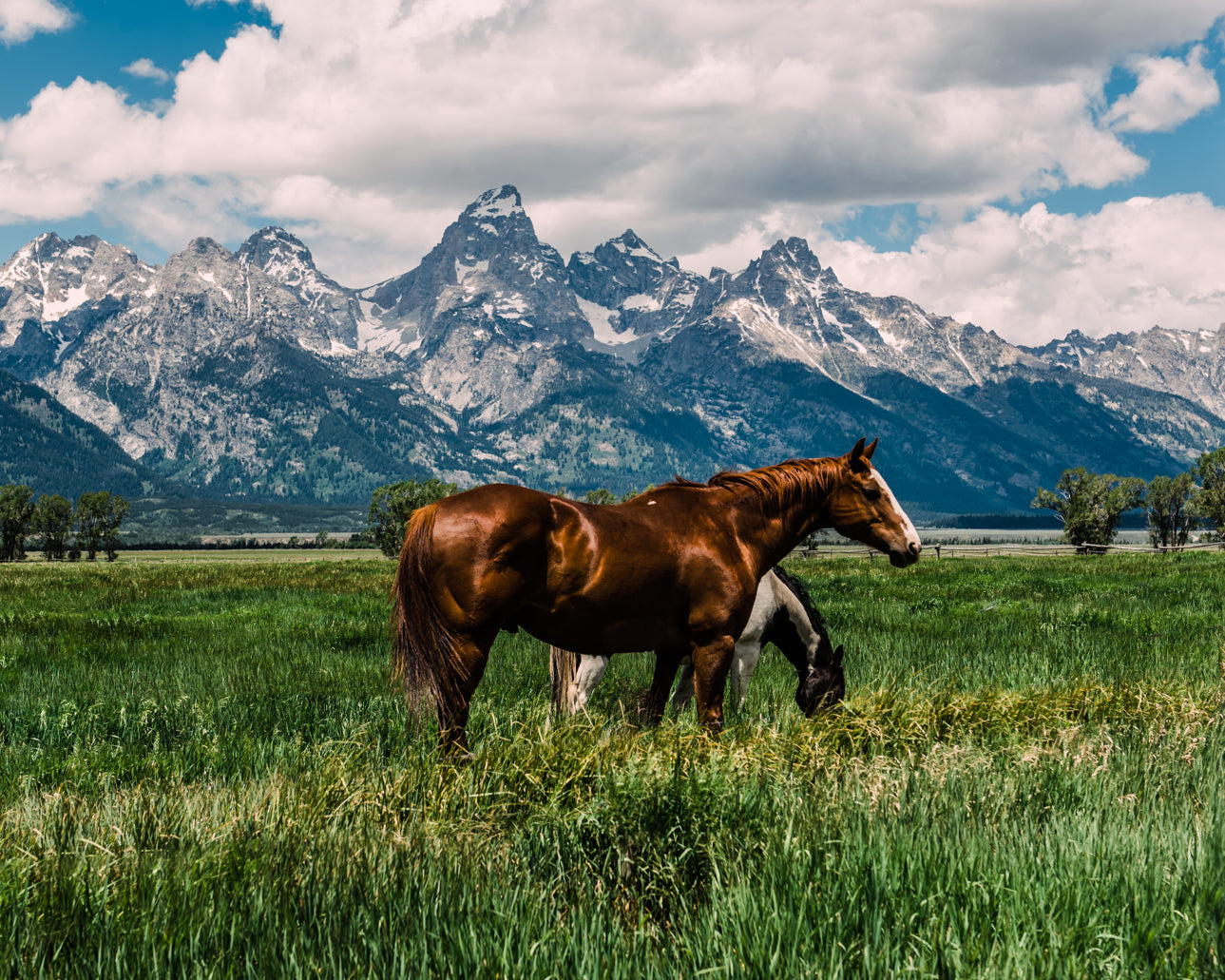 Grand Tetons - Christine Mueller Art
