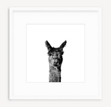 Load image into Gallery viewer, Head Hauncho - Christine Mueller Photography