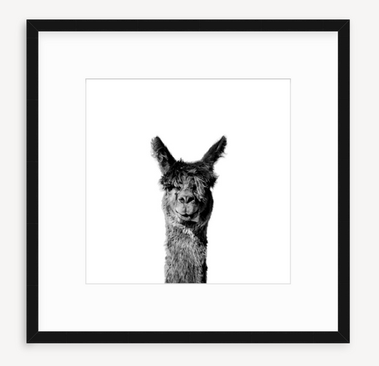 Head Hauncho - Christine Mueller Photography