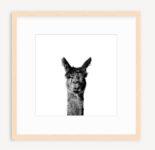 Load image into Gallery viewer, Head Hauncho - Christine Mueller Photography