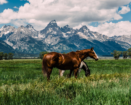 Grand Tetons - Christine Mueller Art
