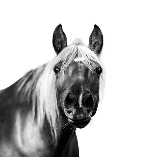 Hey, Dude - Christine Mueller Photography