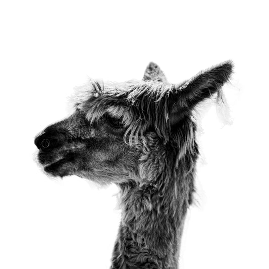 Jaylene - Christine Mueller Photography