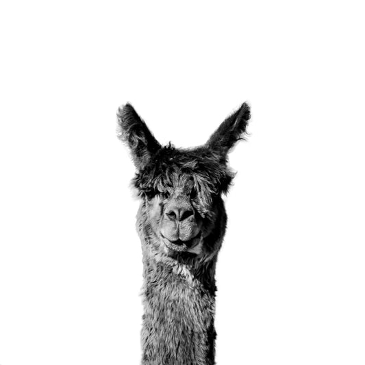 Head Hauncho - Christine Mueller Photography