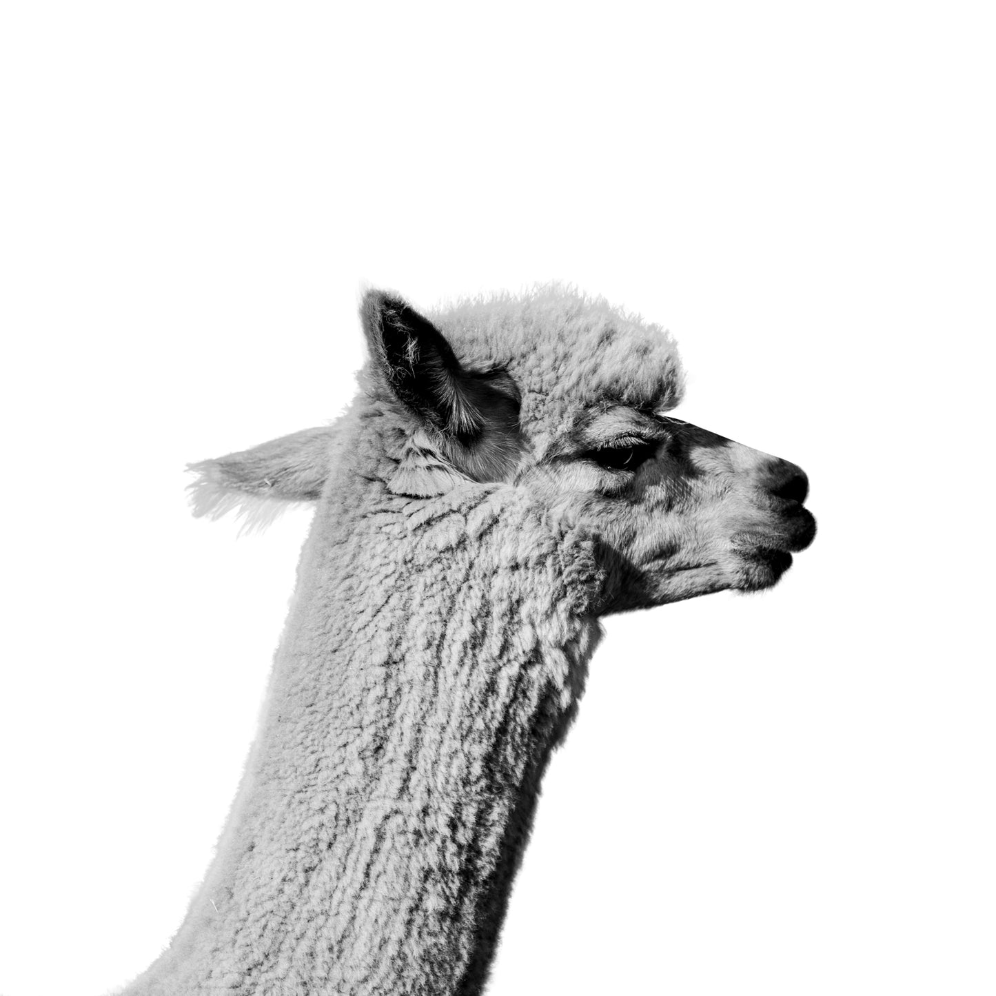 Buster - Christine Mueller Photography