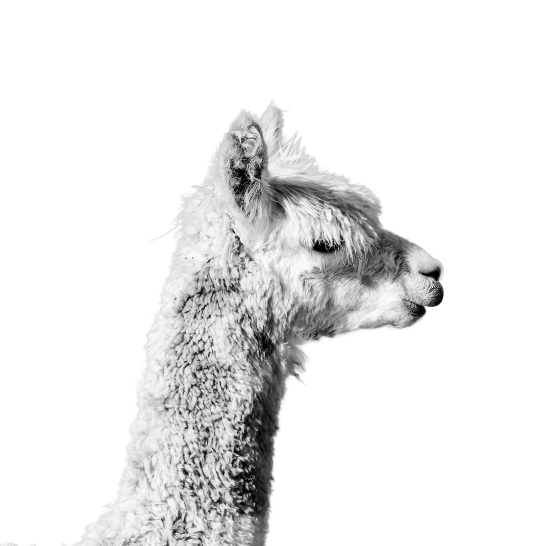 Joe - Christine Mueller Photography