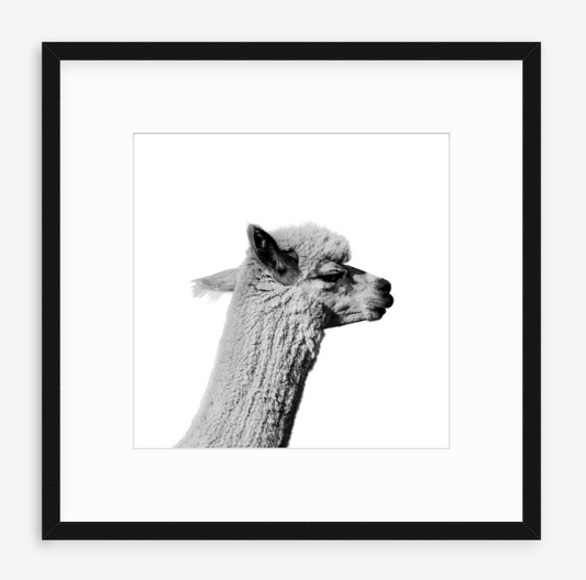 Buster - Christine Mueller Photography